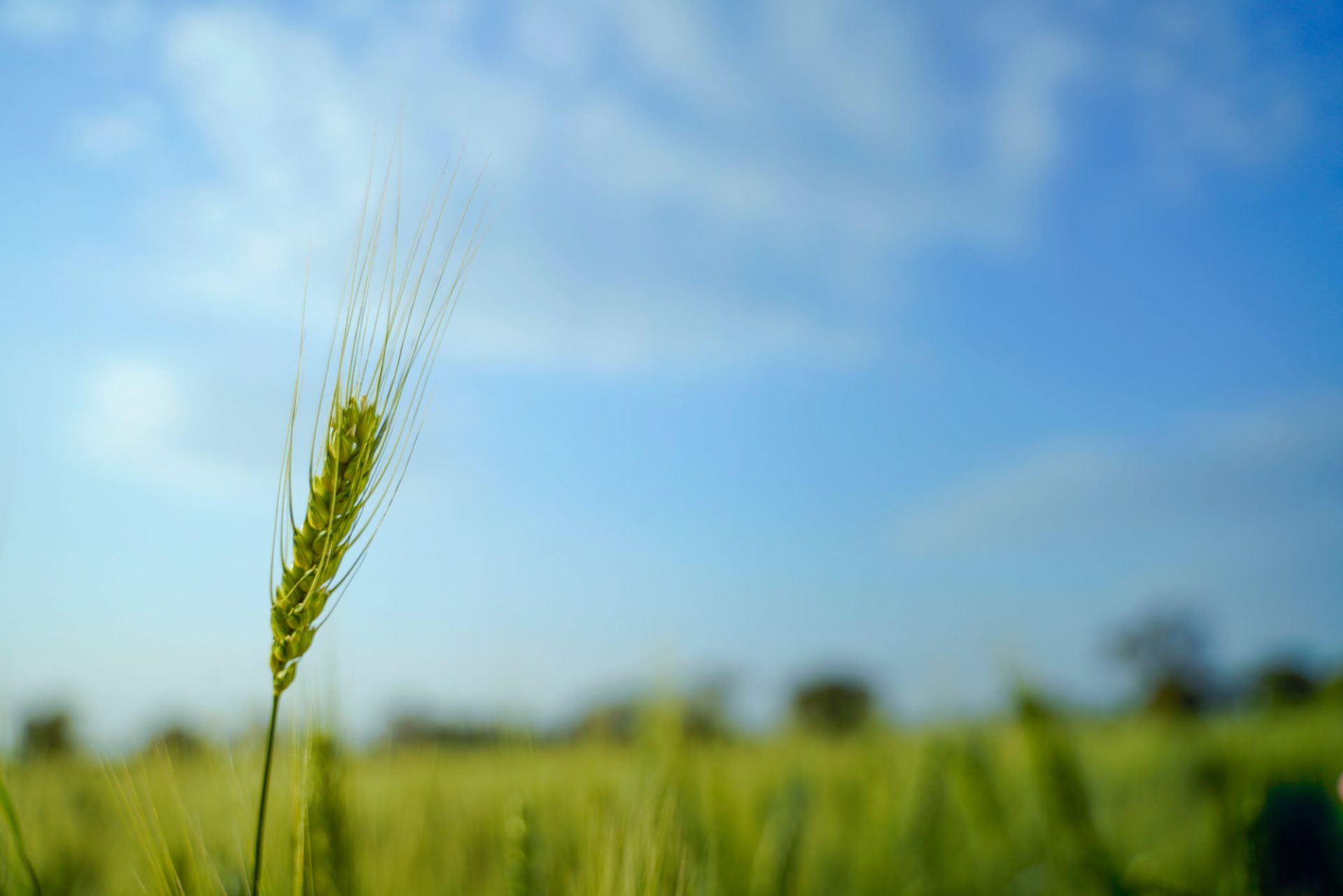 Baisakhi